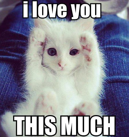 cat-i-love-you.jpeg